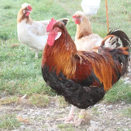 Bio Archehof Zachhiesen * Seekirchen am Wallersee