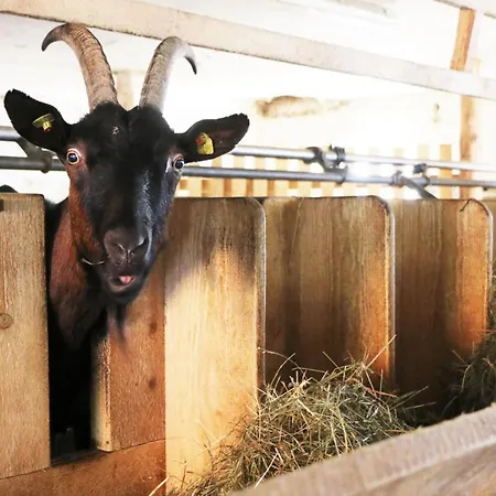 Privatunterkunft Bio Archehof Zachhiesen